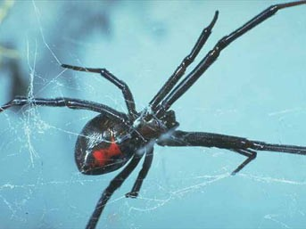 Dünyanın en ölümcül hayvanları