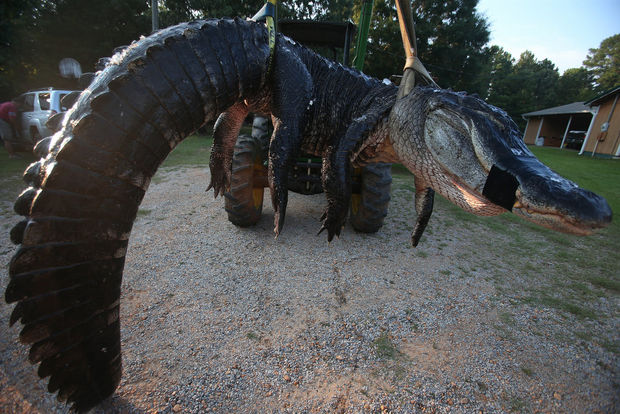 Dünyanın en büyük timsahı bulundu