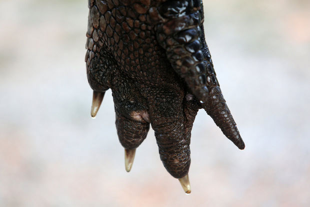 Dünyanın en büyük timsahı bulundu