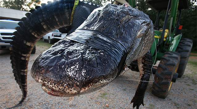 Dünyanın en büyük timsahı bulundu