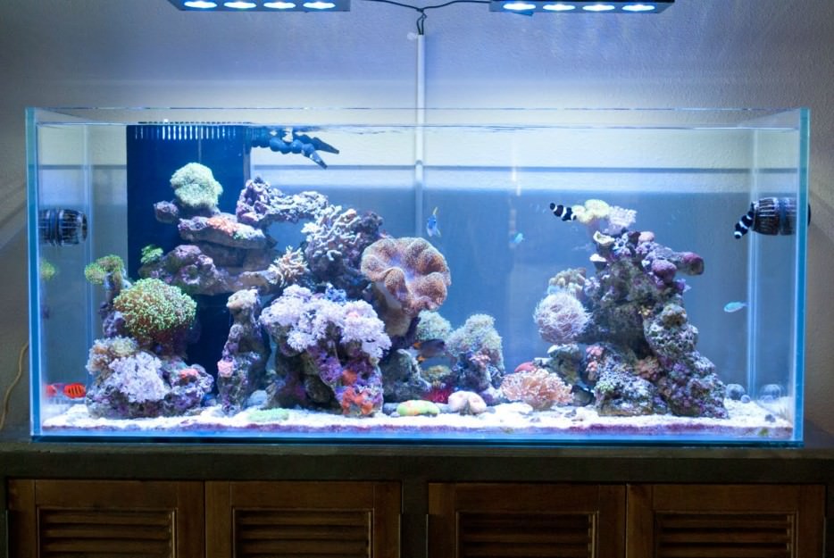 Balıkların renklendirdiği evler