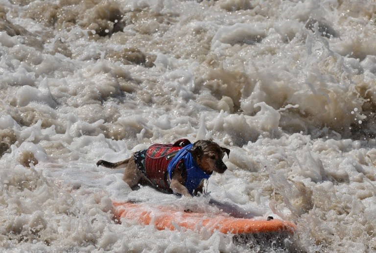 Sörf tutkunu köpekler buluştu