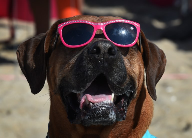 Sörf tutkunu köpekler buluştu