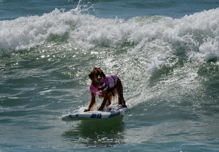 Sörf tutkunu köpekler buluştu