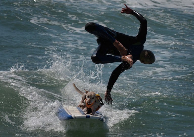 Sörf tutkunu köpekler buluştu