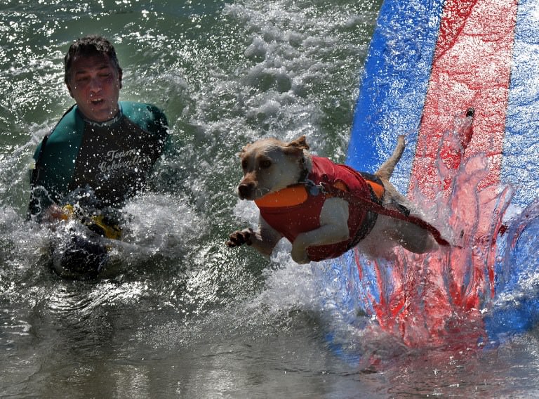 Sörf tutkunu köpekler buluştu