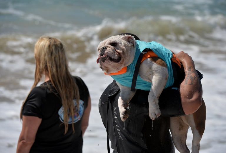 Sörf tutkunu köpekler buluştu