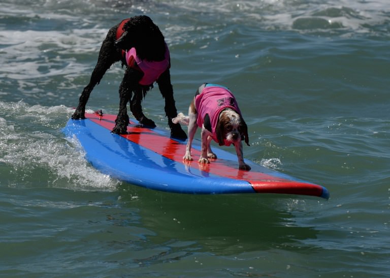 Sörf tutkunu köpekler buluştu