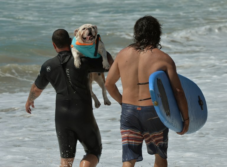 Sörf tutkunu köpekler buluştu