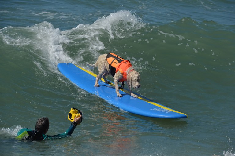 Sörf tutkunu köpekler buluştu