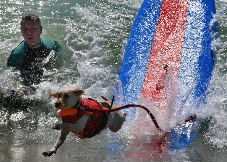 Sörf tutkunu köpekler buluştu