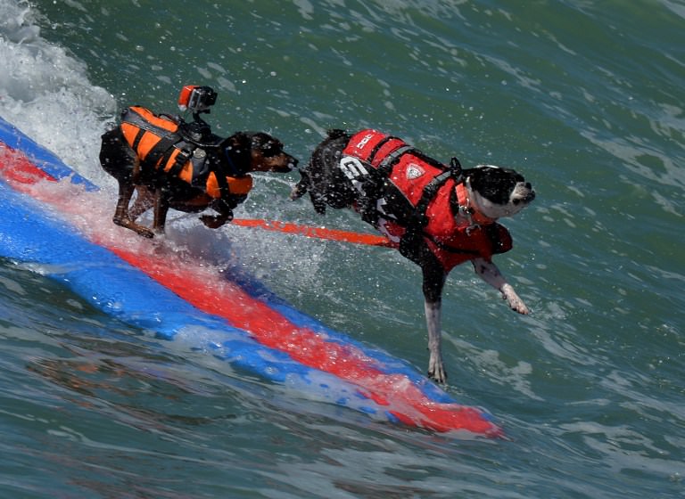 Sörf tutkunu köpekler buluştu