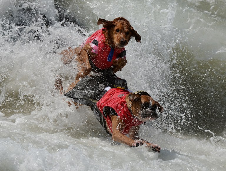 Sörf tutkunu köpekler buluştu