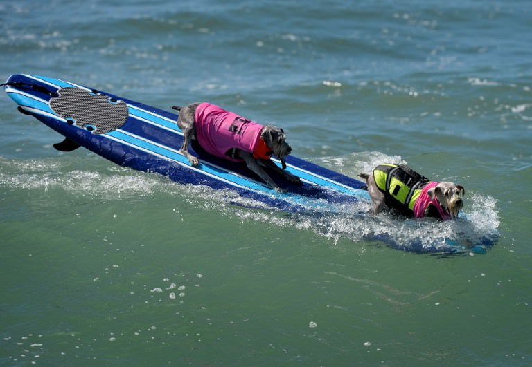 Sörf tutkunu köpekler buluştu