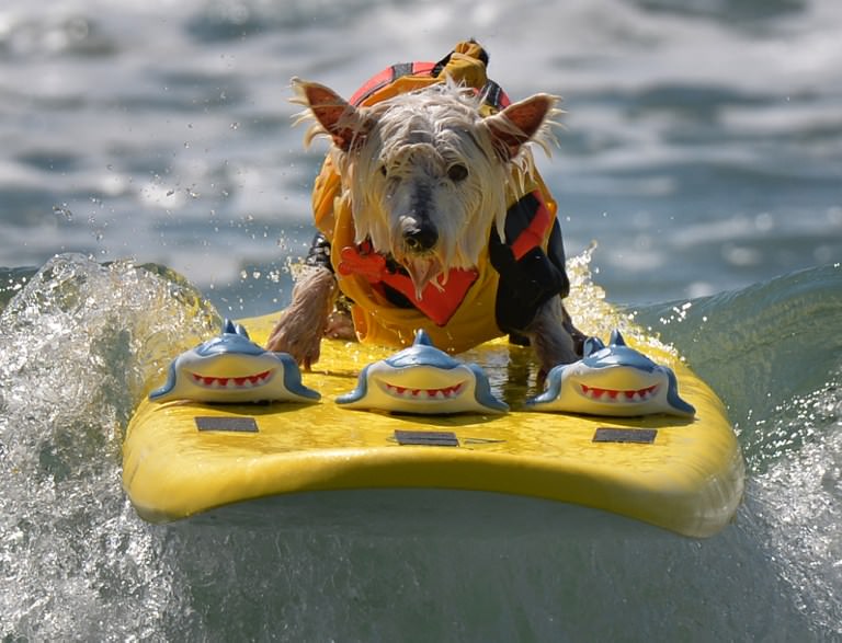 Sörf tutkunu köpekler buluştu