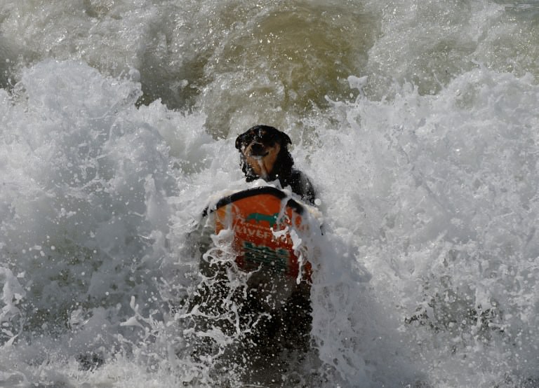 Sörf tutkunu köpekler buluştu