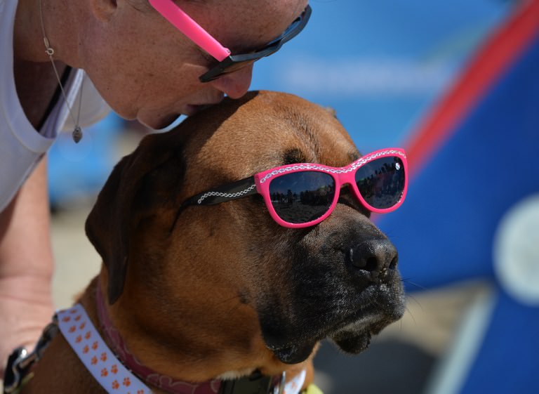 Sörf tutkunu köpekler buluştu