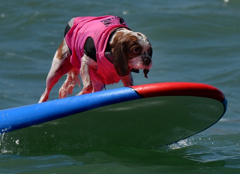 Sörf tutkunu köpekler buluştu