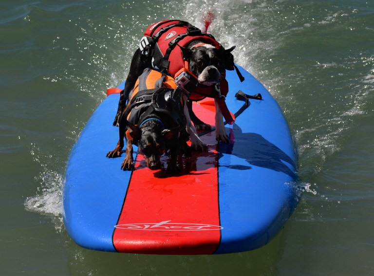 Sörf tutkunu köpekler buluştu