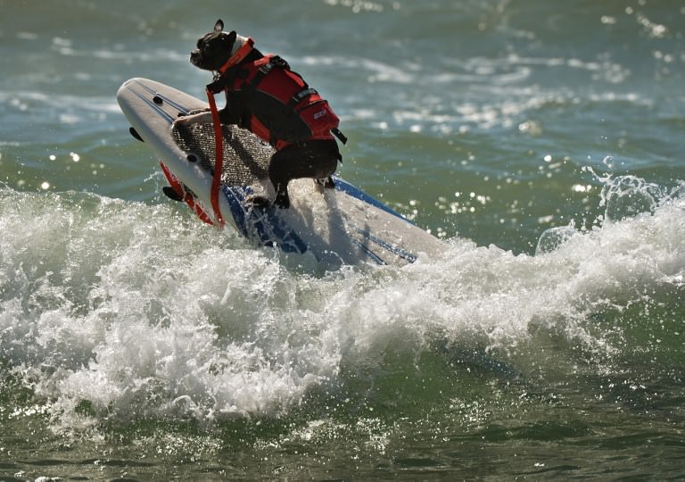 Sörf tutkunu köpekler buluştu