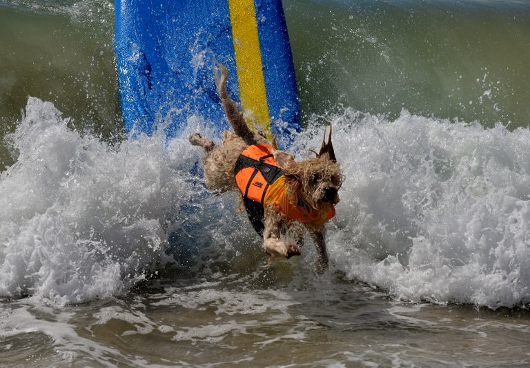Sörf tutkunu köpekler buluştu