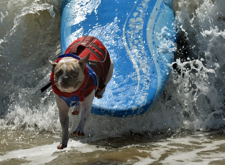 Sörf tutkunu köpekler buluştu