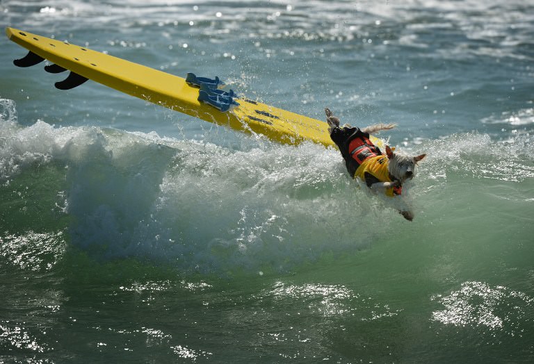 Sörf tutkunu köpekler buluştu