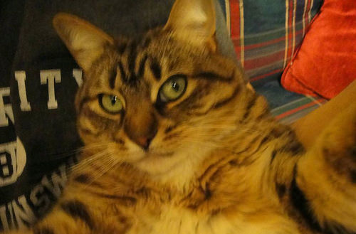 ''Selfie" çeken kediler