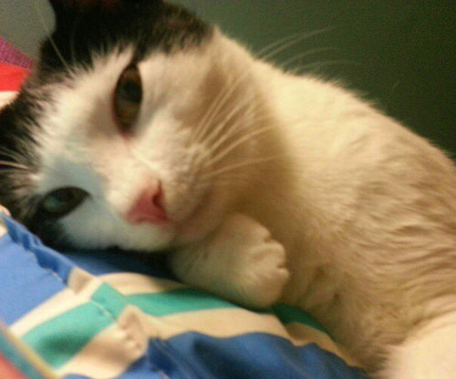 ''Selfie" çeken kediler