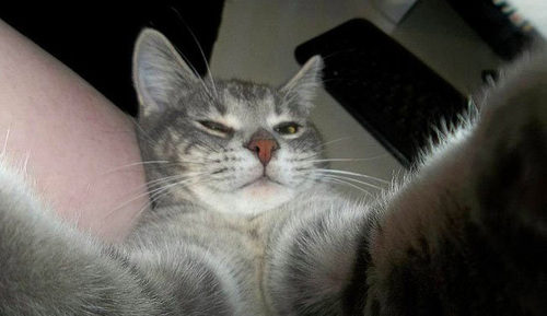 ''Selfie" çeken kediler