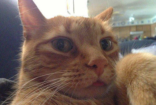 ''Selfie" çeken kediler