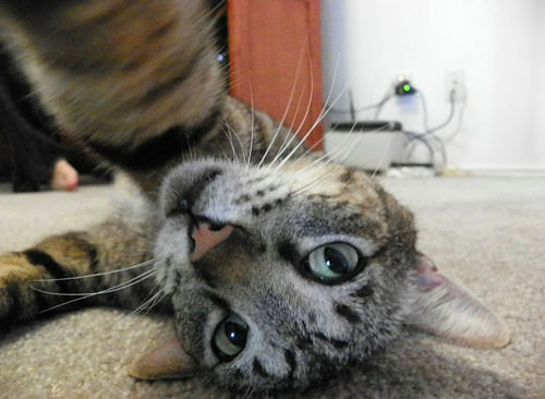 ''Selfie" çeken kediler