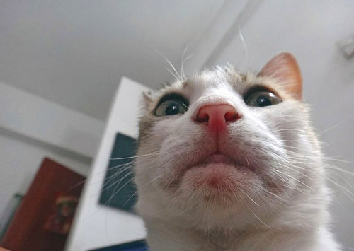 ''Selfie" çeken kediler