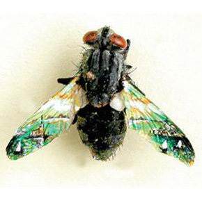 Bu sanatın adı mikro minyatür