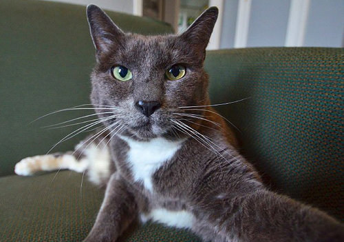 ''Selfie" çeken kediler