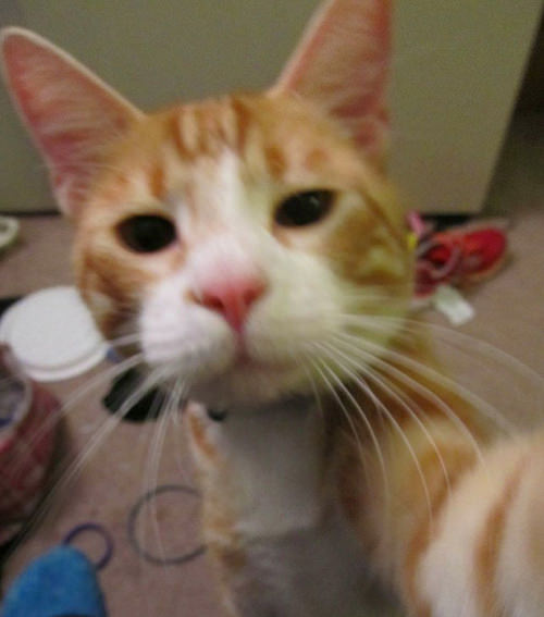 ''Selfie" çeken kediler