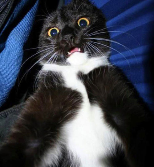 ''Selfie" çeken kediler