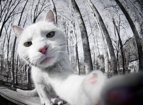 ''Selfie" çeken kediler