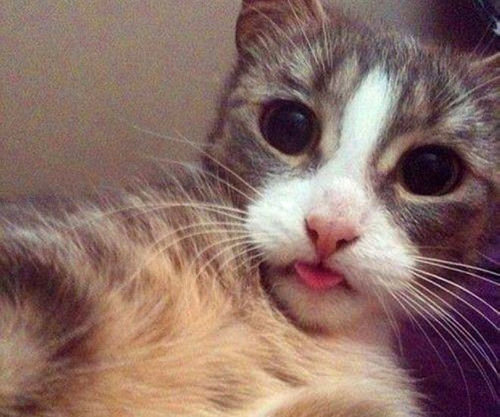 ''Selfie" çeken kediler