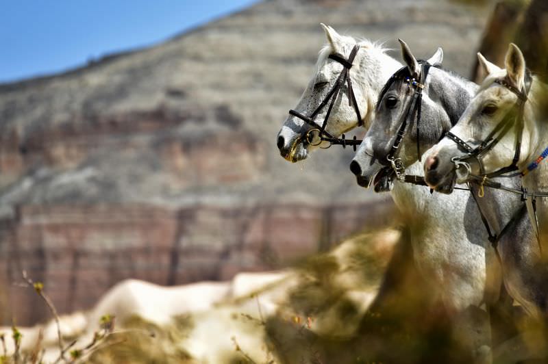 Kapadokya vadilerini at sırtında geziyorlar