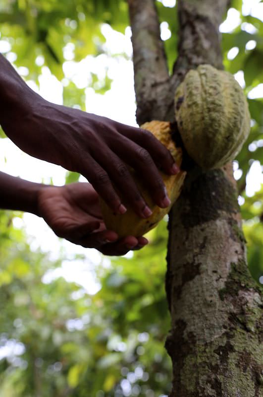Varlık içinde yokluk ülkesi: Fildişi Sahili