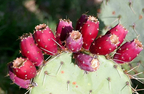 Dünyanın en ilginç 10 meyvesi
