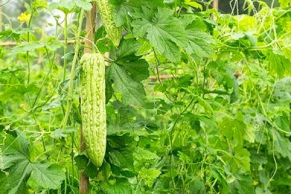 Dünyanın en ilginç 10 meyvesi