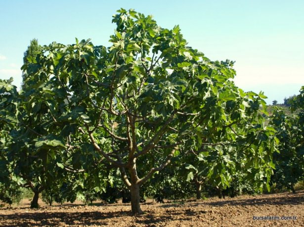 İşte o deyimlerin ilginç hikayeleri