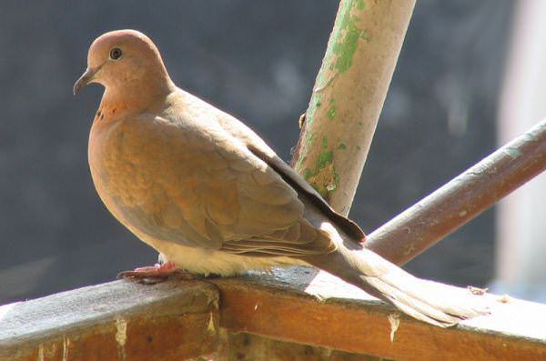 İşte o deyimlerin ilginç hikayeleri