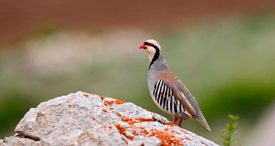 İşte o deyimlerin ilginç hikayeleri