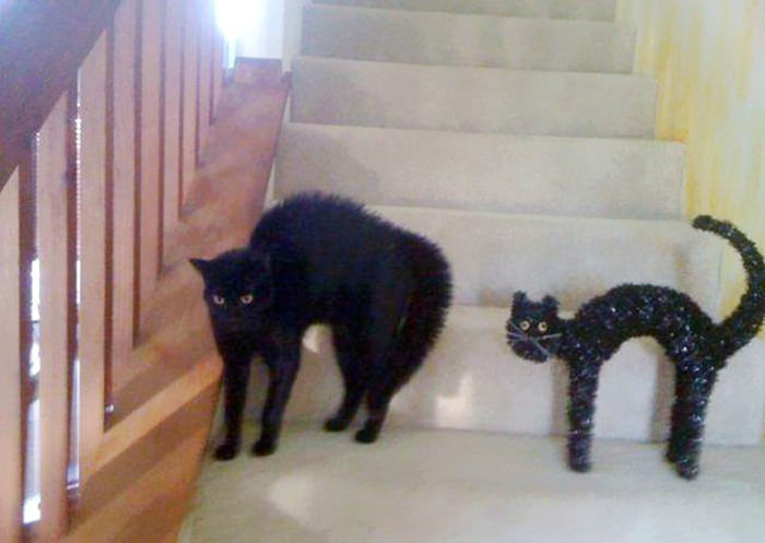 Kedilerin taklit yetenekleri