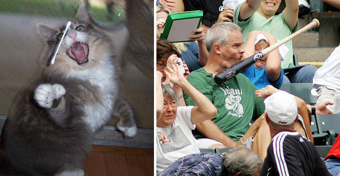 Kedilerin taklit yetenekleri