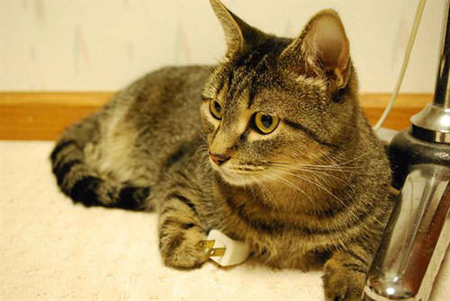 Bilim dünyasının en önemli 12 kedisi