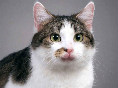 Bilim dünyasının en önemli 12 kedisi